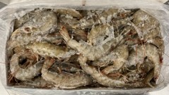 エクアドルバナメイＲ　８０－１００