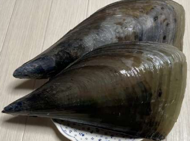 タイラ貝　41/60　生食可